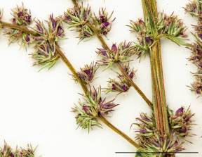 Petite image rapproché des traits de caractéristiques de la plante: Amarante tuberculée