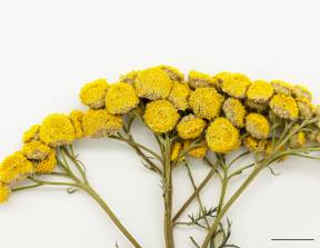 Petite image rapproché des traits de caractéristiques de la plante: Tanaisie vulgaire