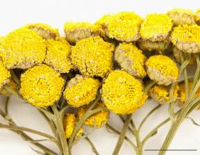 Petite image rapproché des traits de caractéristiques de la plante: Tanaisie vulgaire
