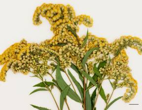 Petite image rapproché des traits de caractéristiques de la plante: Verge d'or du Canada