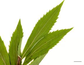 Petite image rapproché des traits de caractéristiques de la plante: Verge d'or du Canada