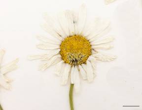 Petite image rapproché des traits de caractéristiques de la plante: Marguerite blanche
