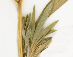 Petite image rapproché des traits de caractéristiques de la plante: Kochia à balais
