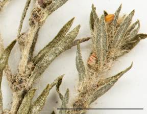 Petite image rapproché des traits de caractéristiques de la plante: Kochia à balais