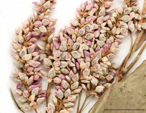 Petite image rapproché des traits de caractéristiques de la plante: Renouée à feuilles de patience