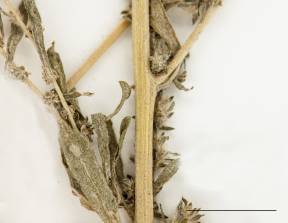 Petite image rapproché des traits de caractéristiques de la plante: Kochia à balais
