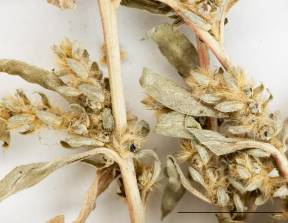 Petite image rapproché des traits de caractéristiques de la plante: Kochia à balais