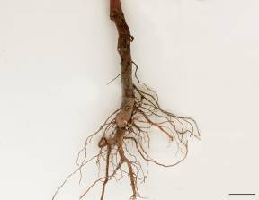 Petite image rapproché des traits de caractéristiques de la plante: Renouée de Pennsylvanie