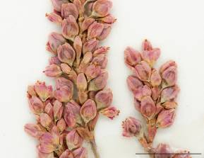 Petite image rapproché des traits de caractéristiques de la plante: Renouée de Pennsylvanie