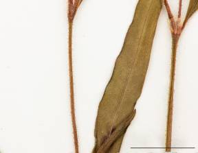 Petite image rapproché des traits de caractéristiques de la plante: Renouée de Pennsylvanie