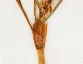 Petite image rapproché des traits de caractéristiques de la plante: Renouée à feuilles de patience