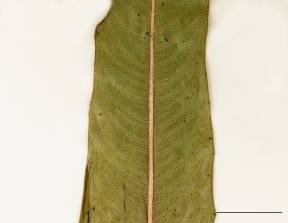 Petite image rapproché des traits de caractéristiques de la plante: Renouée à feuilles de patience