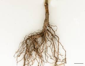Petite image rapproché des traits de caractéristiques de la plante: Renouée à feuilles de patience