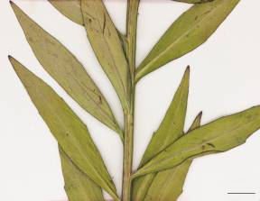 Petite image rapproché des traits de caractéristiques de la plante: Hélénie automnale