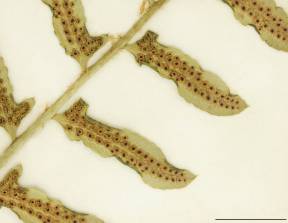 Petite image rapproché des traits de caractéristiques de la plante: Polystic faux-acrostic