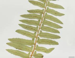 Petite image rapproché des traits de caractéristiques de la plante: Polystic faux-acrostic