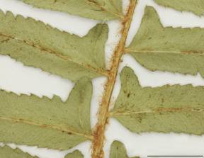 Petite image rapproché des traits de caractéristiques de la plante: Polystic faux-acrostic