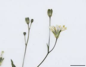 Petite image rapproché des traits de caractéristiques de la plante: Lapsane commune