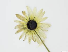Petite image rapproché des traits de caractéristiques de la plante: Rudbeckie tardive