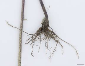 Petite image rapproché des traits de caractéristiques de la plante: Rudbeckie tardive