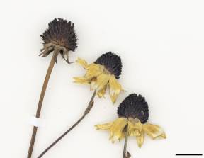 Petite image rapproché des traits de caractéristiques de la plante: Rudbeckie tardive