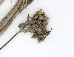 Petite image rapproché des traits de caractéristiques de la plante: Sarrasin commun