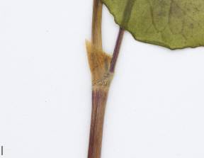 Petite image rapproché des traits de caractéristiques de la plante: Sarrasin commun