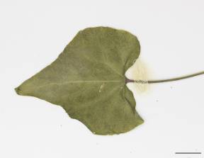 Petite image rapproché des traits de caractéristiques de la plante: Sarrasin commun