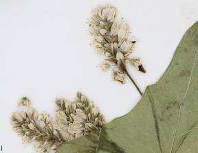 Petite image rapproché des traits de caractéristiques de la plante: Sarrasin commun
