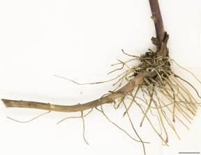 Petite image rapproché des traits de caractéristiques de la plante: Verge d'or rugueuse