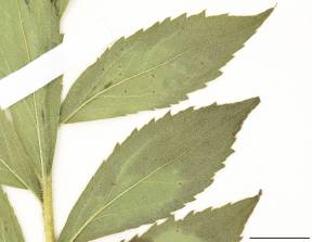 Petite image rapproché des traits de caractéristiques de la plante: Verge d'or rugueuse