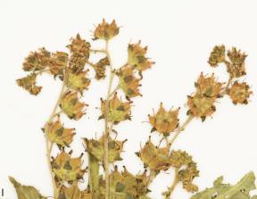 Petite image rapproché des traits de caractéristiques de la plante: Penthorum faux-orpin