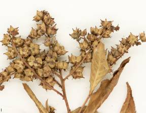 Petite image rapproché des traits de caractéristiques de la plante: Penthorum faux-orpin