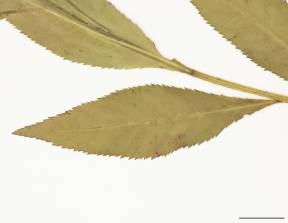 Petite image rapproché des traits de caractéristiques de la plante: Penthorum faux-orpin