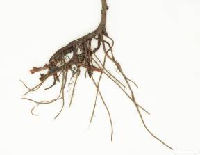 Petite image rapproché des traits de caractéristiques de la plante: Penthorum faux-orpin