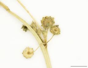 Petite image rapproché des traits de caractéristiques de la plante: Mauve à feuilles rondes