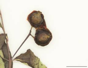 Petite image rapproché des traits de caractéristiques de la plante: Comandre livide