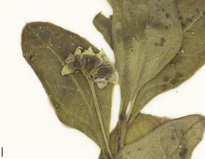 Petite image rapproché des traits de caractéristiques de la plante: Comandre livide