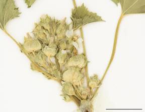 Petite image rapproché des traits de caractéristiques de la plante: Mauve à feuilles rondes