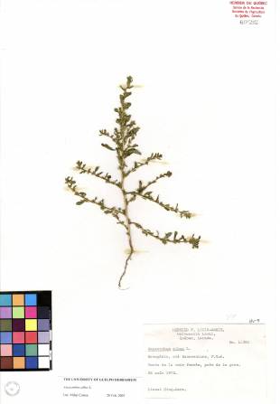 Amarante blanche - plante adulte