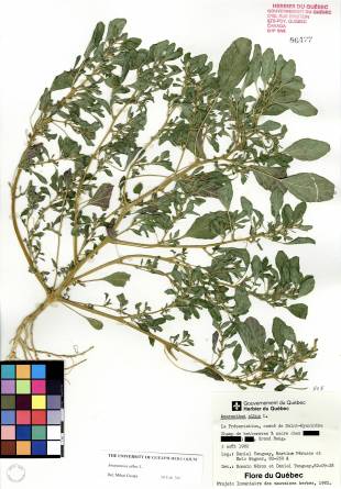 Amarante blanche - plante adulte