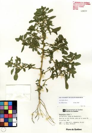 Amarante blanche - plante adulte