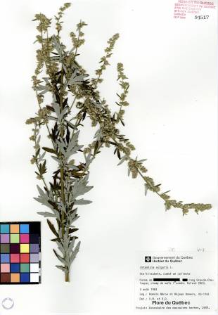 Armoise vulgaire - plante adulte