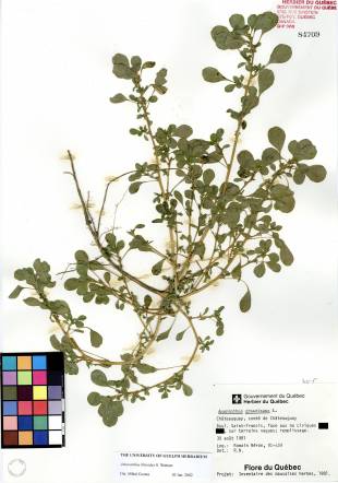 Amarante fausse-blite - plante adulte