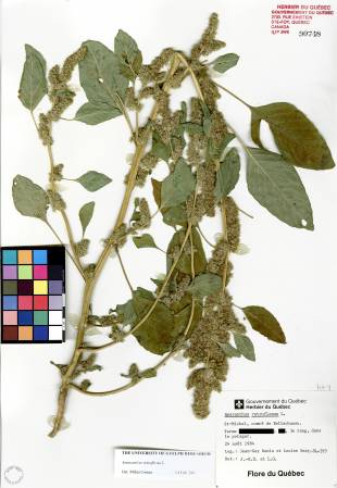 Amarante à racine rouge - plante témoin
