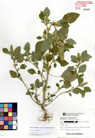 Amarante à racine rouge - plante adulte