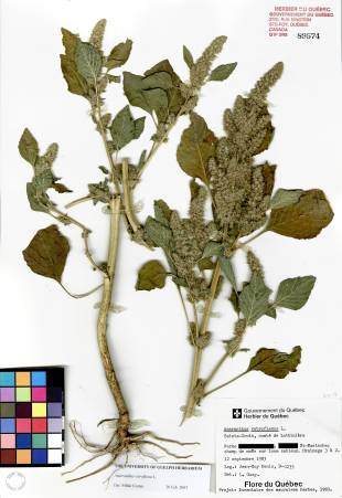 Amarante à racine rouge - plante adulte