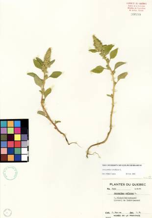 Amarante à racine rouge - plante adulte