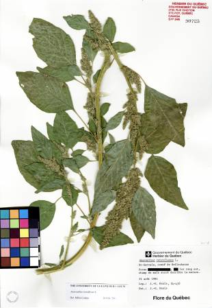 Amarante à racine rouge - plante adulte