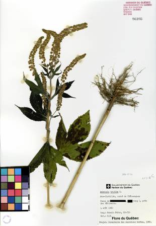 Grande herbe à poux - plante adulte
